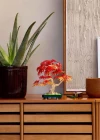 LEGO Botanicals Japon Kırmızı Akçaağaç Bonsai Ağacı 10348