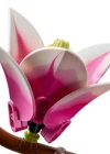 LEGO Botanicals Manolya Dalları 11510