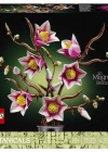 LEGO Botanicals Manolya Dalları 11510