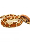 Wild Republic Burma Pitonu 137 cm 11104