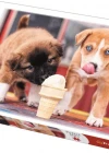 Trefl Puzzle Ice Cream Time 500 Parça