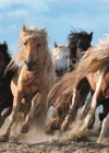 Trefl Puzzle Galloping Horses 1000 Parça