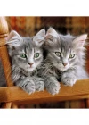 Clementoni 500 Parça Yetişkin Puzzle Kittens