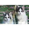 3 Boyutlu Resim  Sevimli Kediler İkili Kedi Resmi Tablosu 40x60 Cm