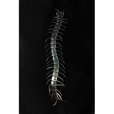 Şeffaf Renk Karanlıkta Parlayan Fosforlu Kırkayak 13 Cm 1 Adet