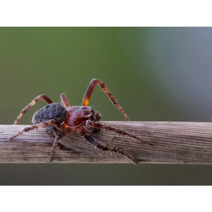 SAİP MEZURA OTOMATİK 3 MT İPLİ