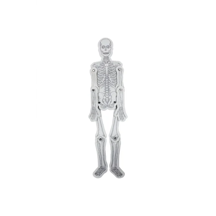 İSKELET MODELİ KARTON