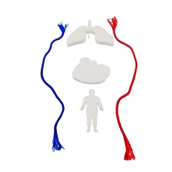 KAN DOLAŞIM SİSTEMİ MODELİ