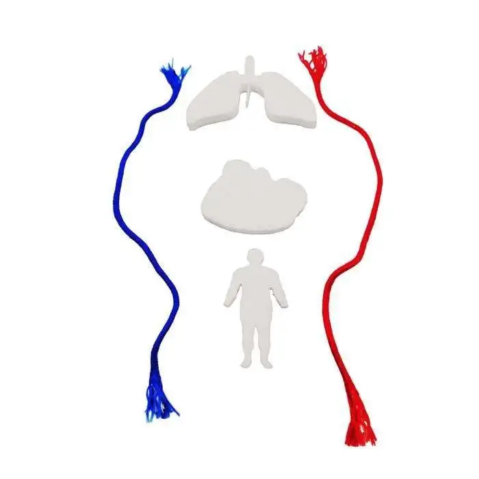 KAN DOLAŞIM SİSTEMİ MODELİ