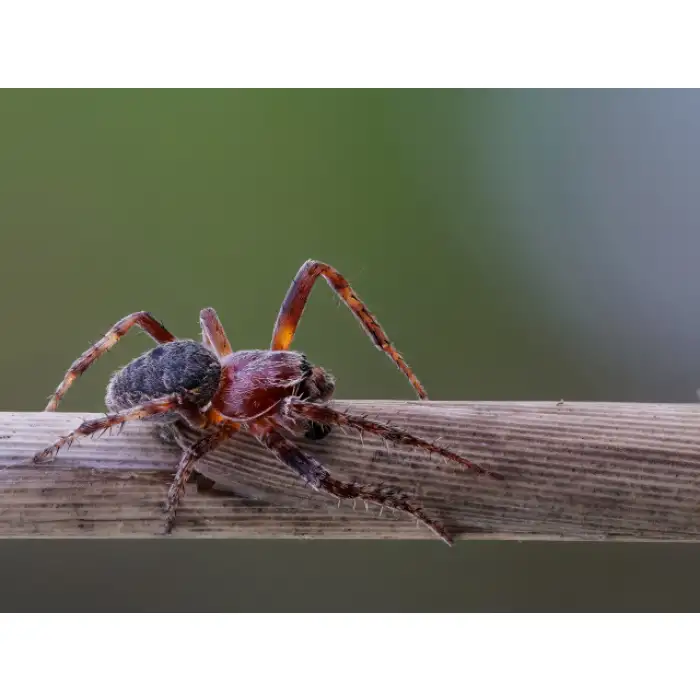 SAİP MEZURA OTOMATİK 3 MT İPLİ