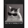 Erkek T-Shirt Komik Kedi Baskılı kısa kol Tişört - Siyah