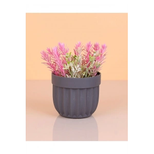 Çizgili Saksı Dikenli Çiçek Royaleks-5781