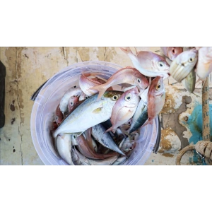 Misina İpi 300 Metre