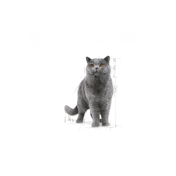 British Shorthair için Yaş Kedi Maması 12 x 85g