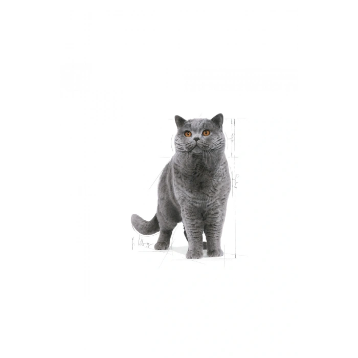 British Shorthair Adult Yetişkin Kedi Maması 400 Gr