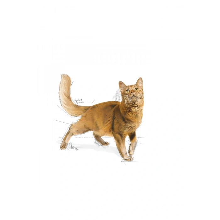 Fit32 Yetişkin Kuru Kedi Maması 400g