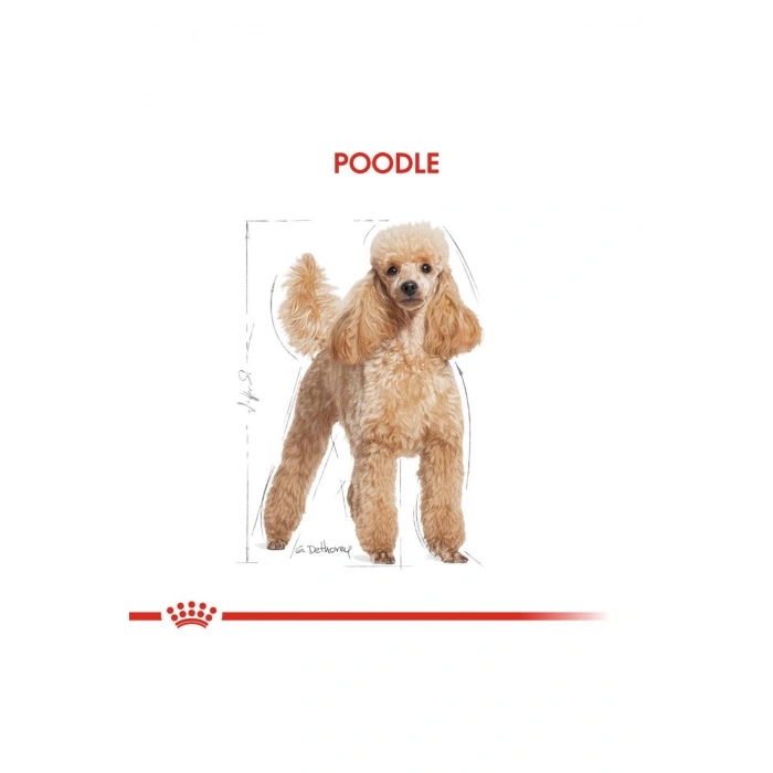 Poodle Yetişkin Kuru Köpek Maması 3kg