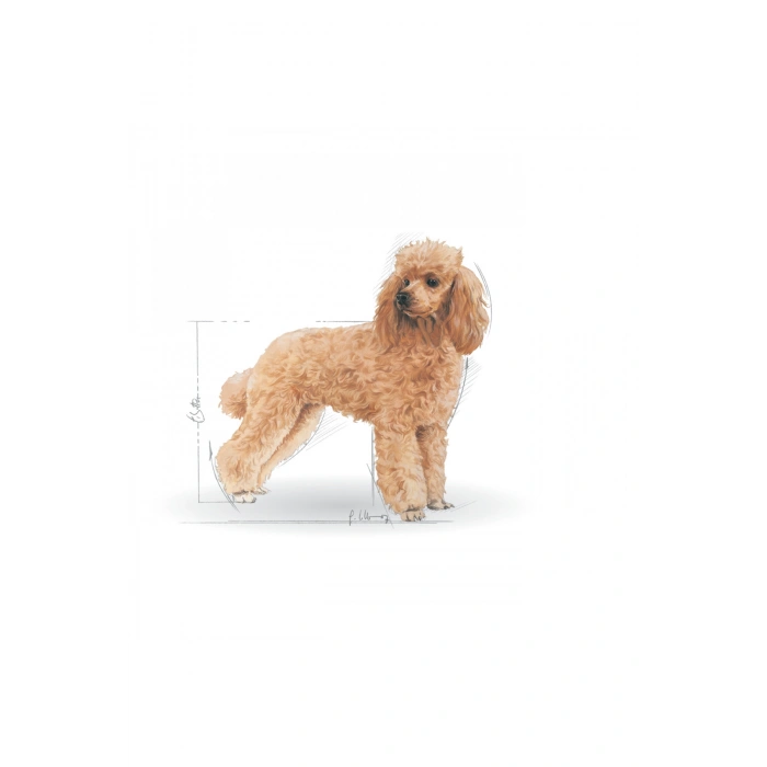 Poodle Yaş Köpek Maması 12 x 85g