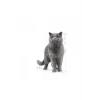British Shorthair için Yaş Kedi Maması 12 x 85g