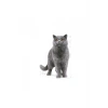 British Shorthair Adult Yetişkin Kedi Maması 400 Gr
