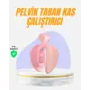 Evde Kullanıma Uygun Uyluk Kalça ve Pelvik Egzersiz Aleti