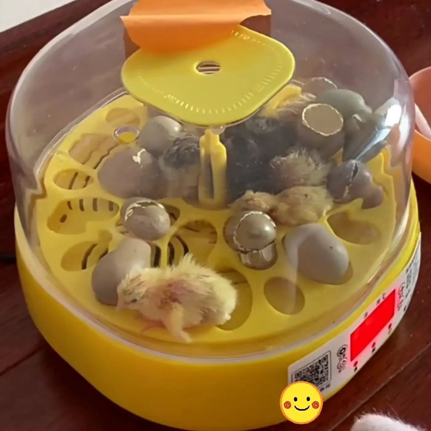 Mini Otomatik Ev Tipi Kuluçka: Papağan Bıldırcın Kuluçka Makinesi 18li Yumurtalı MX-18