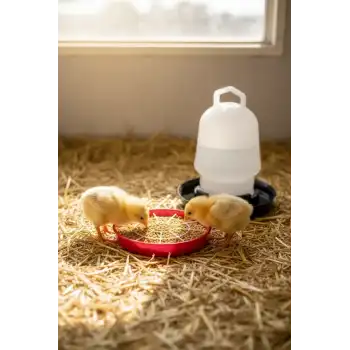 Civciv Suluk 0,75 ML Kaliteli Plastik + Tabak Yemlik