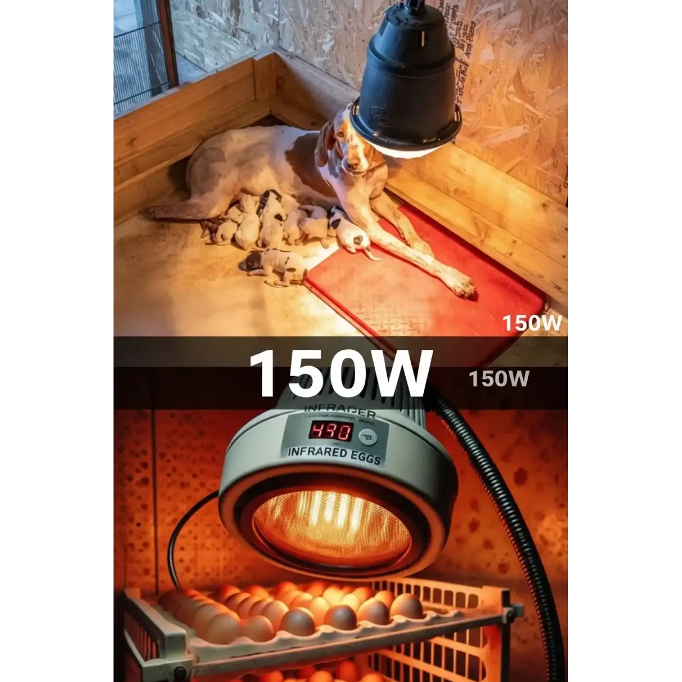 150W Kızılötesi (infrared) Isıtıcılı Hayvan Isıtma ve Kuluçka Lambası (Kırmızı Işık) E27 (Kalın Duy)