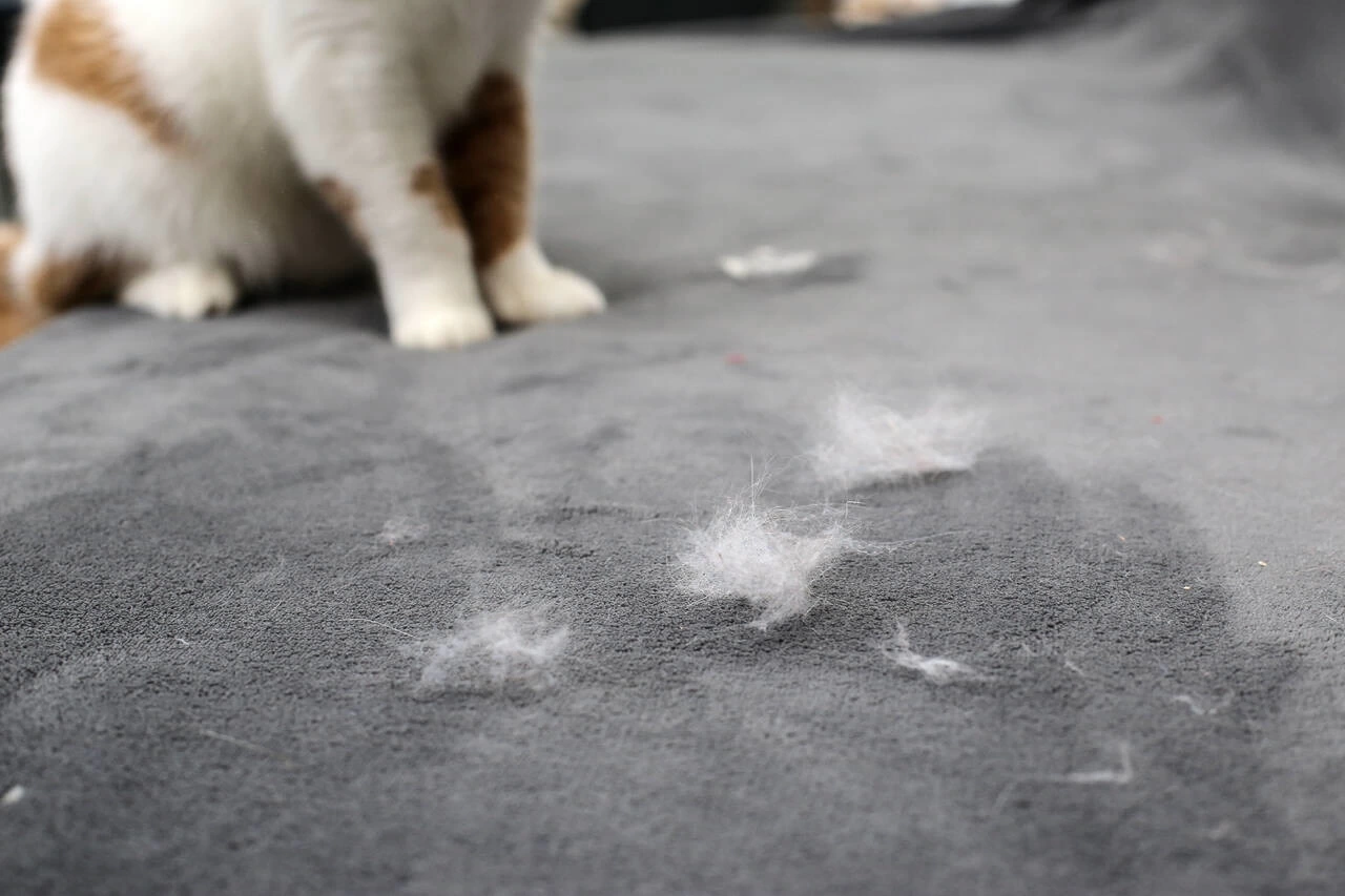 How to Clean Cat Hair at Home? Paw-Friendly Tips