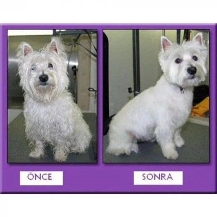 Deggez Bluemax Güçlü Şarjlı Kedi Köpek Tıraş Makinesi Evcil Hayvan Tüy Kesme