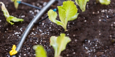 Damla Sulamanın Nedir, Faydaları Nelerdir?
