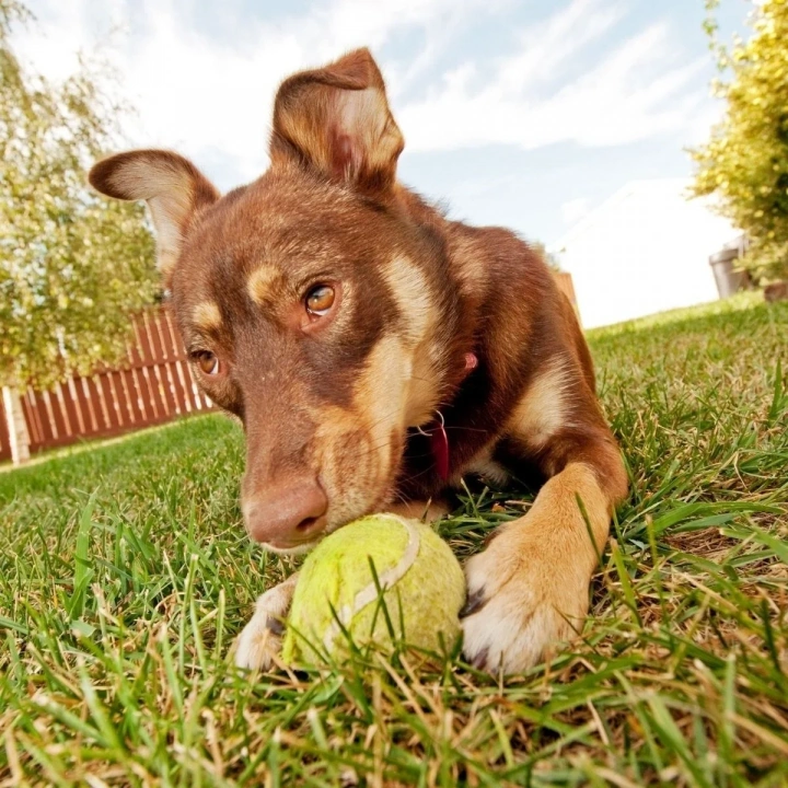 BiiShe®  3lü Renkli Desenli Tenis Topu Kedi Köpek Oyuncağı