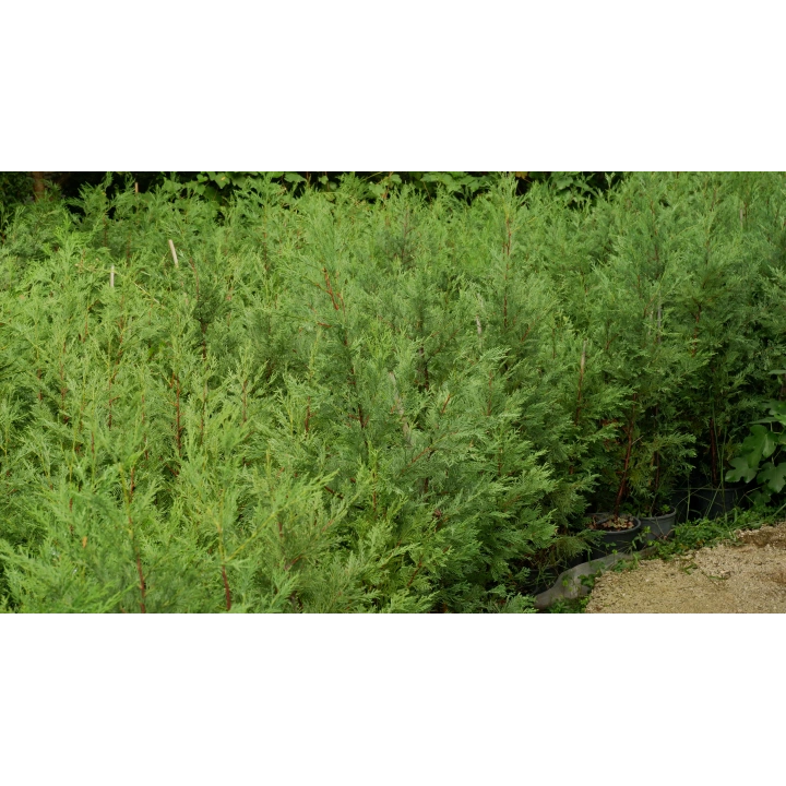 Leylandi Fidanı – Canlı Çit Bitkisi 120-140 cm