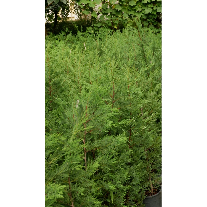 Leylandi Fidanı – Canlı Çit Bitkisi 120-140 cm