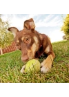 BiiShe®  3lü Renkli Desenli Tenis Topu Kedi Köpek Oyuncağı