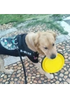 BiiShe® Katlanabilir Kedi Köpek Mama ve Su Kabı Köpek Oyuncağı