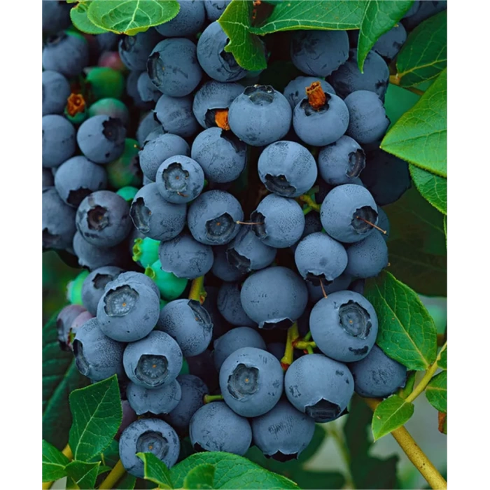 Taze Doğal Yaban Mersini (1000gr)