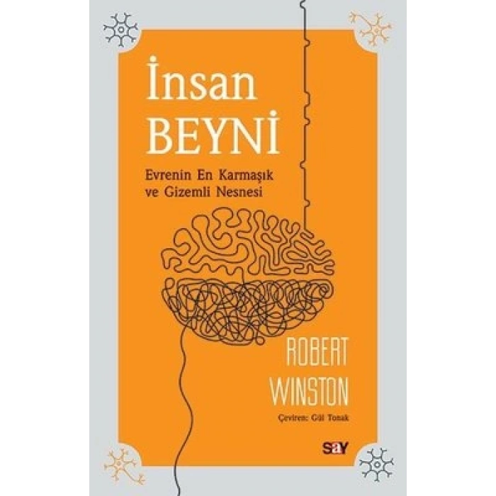 İnsan Beyni