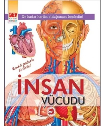 İnsan Vücudu