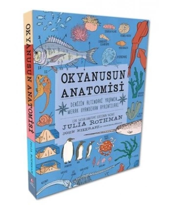Okyanusun Anatomisi