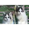 5D Elmas Boyama Sevimli Kediler İkili Kedi Resmi Tablosu 40x60 cm