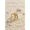 Gold Renk Deniz Yıldızı Model Kadın Yüzük