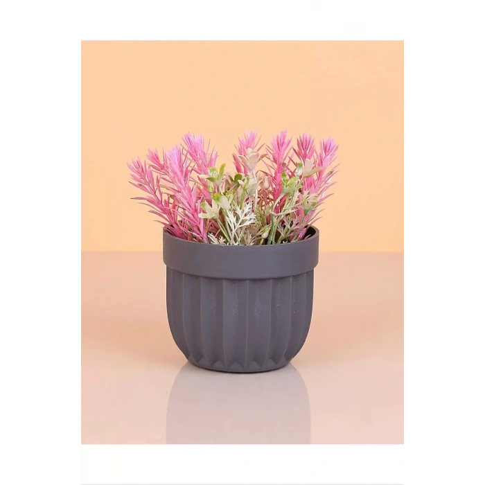 Çizgili Saksı Dikenli Çiçek Royaleks-5781