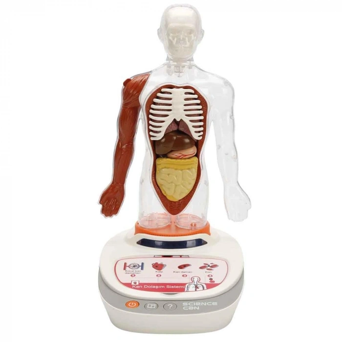 Mey İthalat® S00005280 BİLİM SET İNSAN VÜCUDU MODELİ 23PRÇ