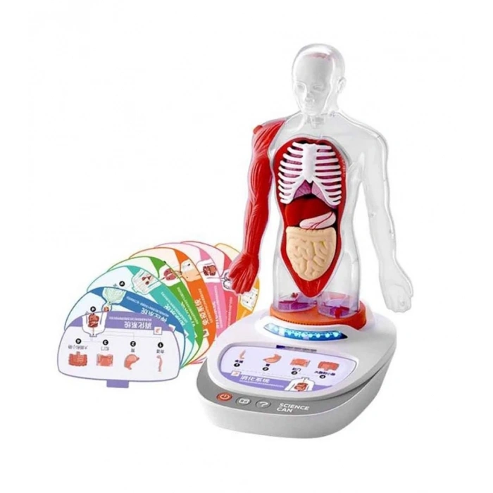 Mey İthalat® S00005280 BİLİM SET İNSAN VÜCUDU MODELİ 23PRÇ