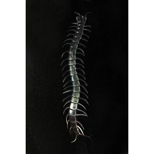 BFS Nessiworld  Şeffaf Renk Karanlıkta Parlayan Fosforlu Kırkayak 13 cm 1 Adet