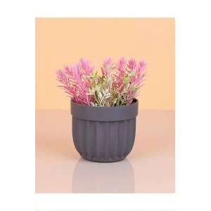 Çizgili Saksı Dikenli Çiçek Royaleks-5781