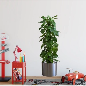 Mey İthalat® Saksılı Bitki Tasarımlı Yapışkanlı Sticker Resim 90*30 cm MC-665