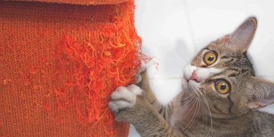 Çocuklu ve Evcil Hayvanlı Evler İçin Dayanıklı Mobilya Seçimi