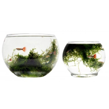 İkili Cam Fanus 8li